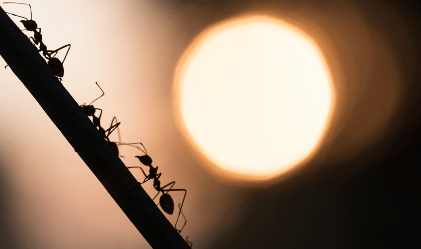 Ant Control
