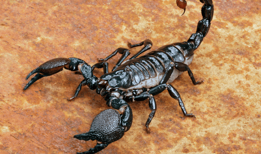 Scorpion Control